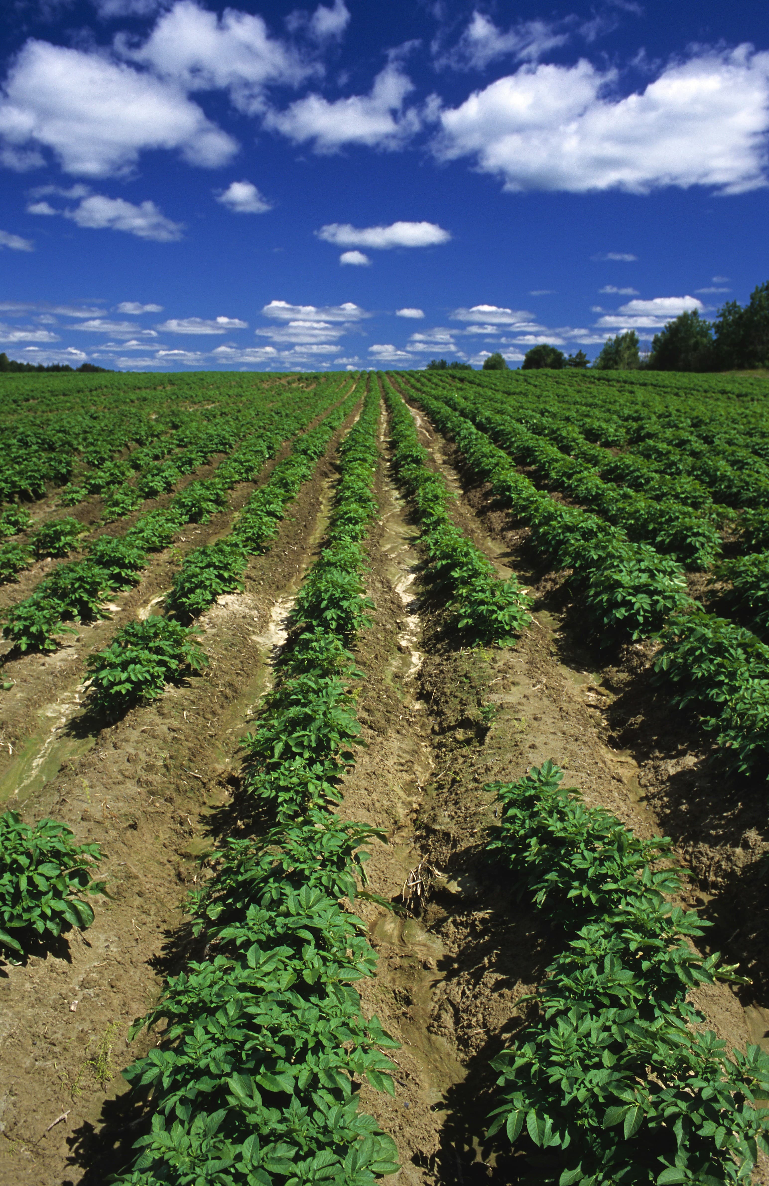 Sustainable farm field